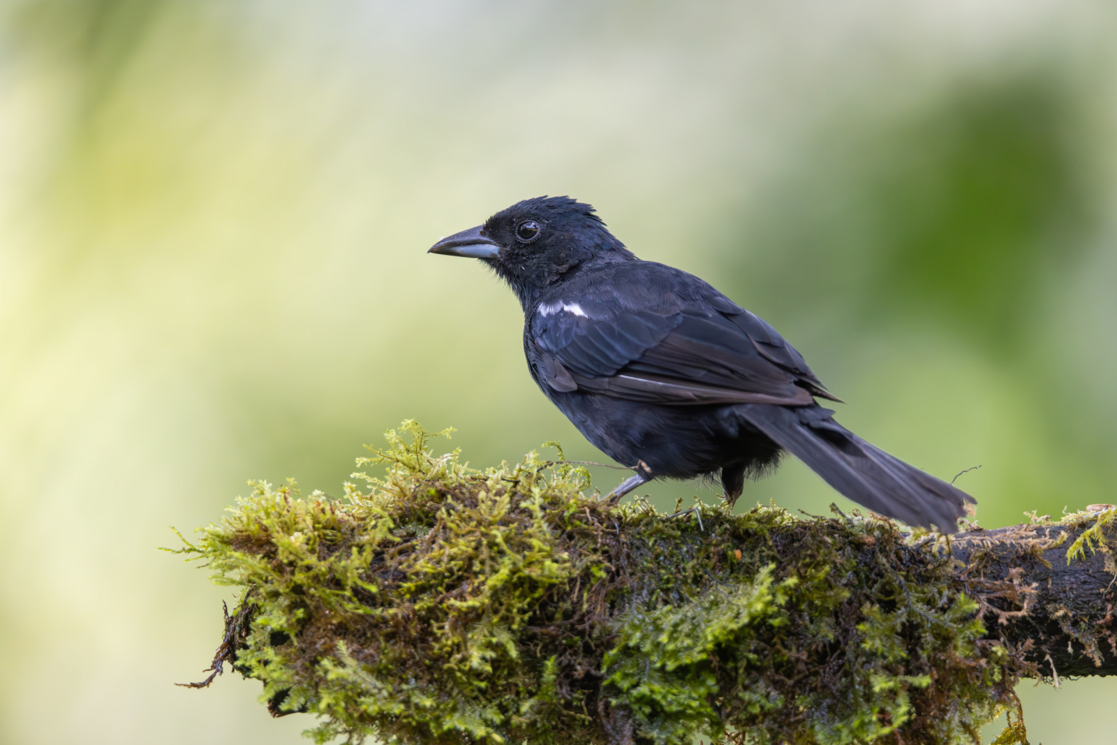 image White-lined Tanager